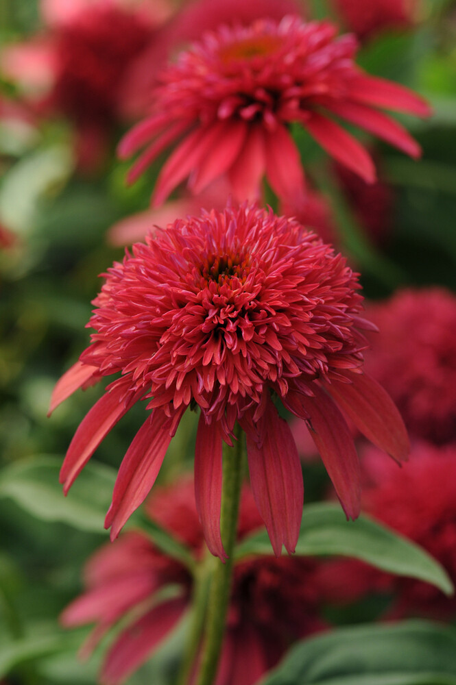 &#39;Sombrero® Double Cranberry&#39; Jeżówka czerwona Echinacea