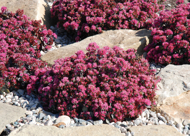 &#39;SunSparkler® Blue Elf&#39; Rozchodnik Sedum
