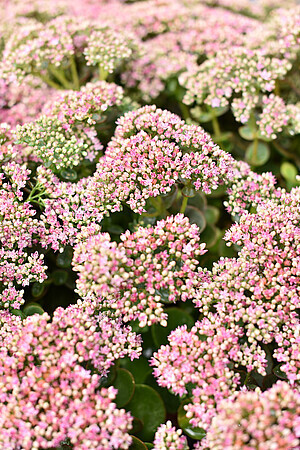 &#39;SunSparkler® Lime Zinger&#39; Rozchodnik Sedum