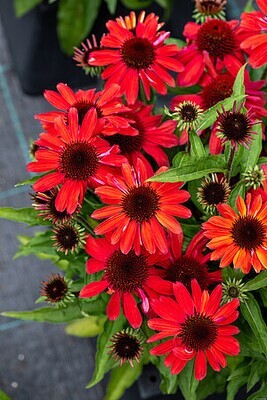 &#39;SunMagic® Vintage Ruby&#39; Jeżówka różowa Echinacea