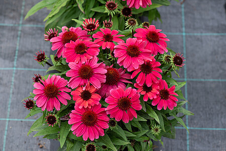 &#39;SunMagic® Vintage Red&#39; Jeżówka różowa Echinacea
