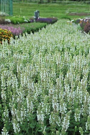 &#39;Salute White&#39; Szałwia omszona Salvia nemorosa