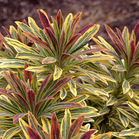 &#39;Ascot Rainbow&#39; Wilczomlecz Euphorbia