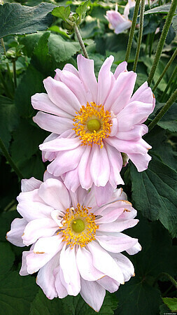 &#39;Mont Rose’ Zawilec japoński Anemone