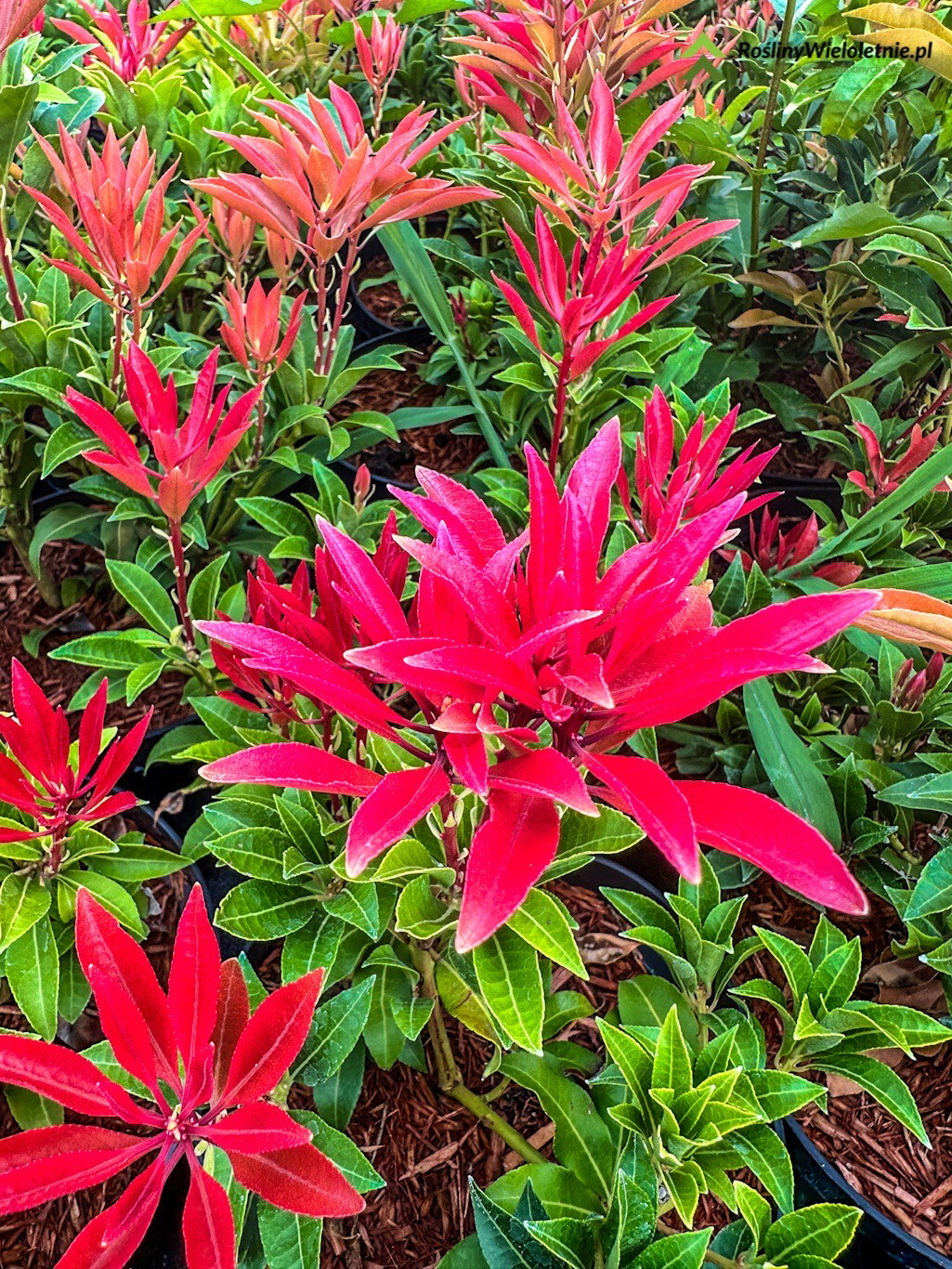 &#39;Mountain Fire&#39; Pieris