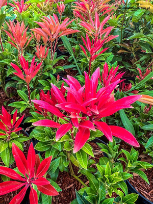 &#39;Mountain Fire&#39; Pieris