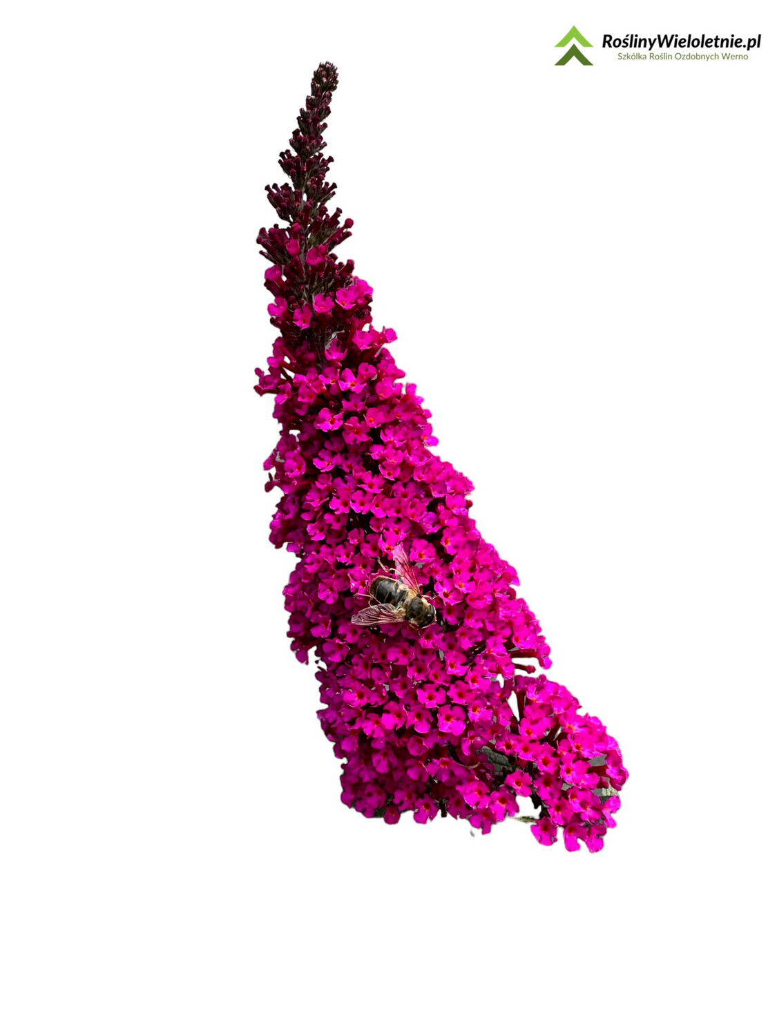 &#39;Buzz® Velvet&#39; Budleja Dawida Buddleja davidii