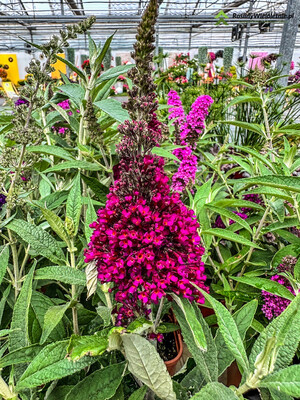 'Buzz® Hot Raspberry' Budleja Dawida Buddleja davidii