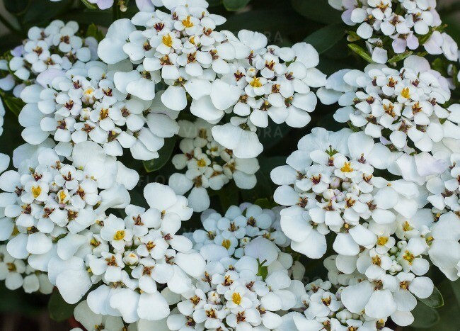 &#39;Masterpice&#39; Ubiorek zimozielony Iberis