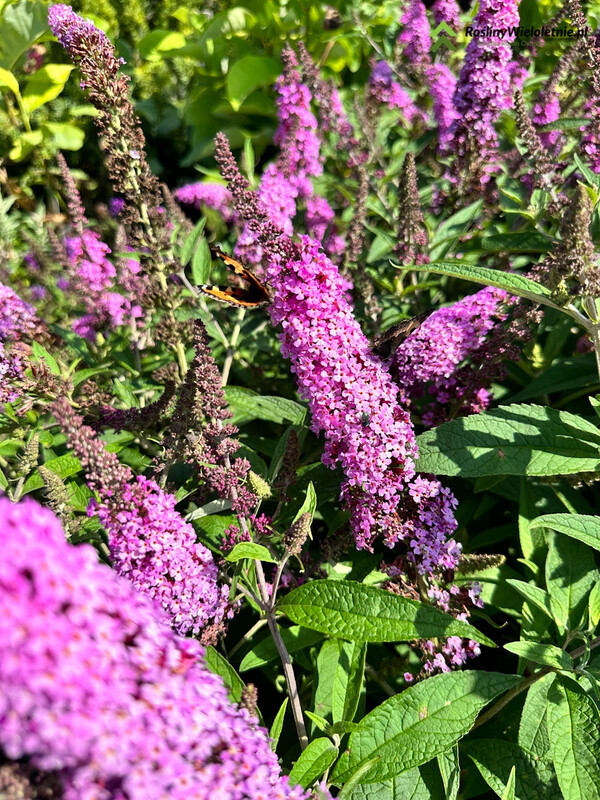 &#39;Buzz® Candy Pink&#39; Budleja Dawida Buddleja davidii