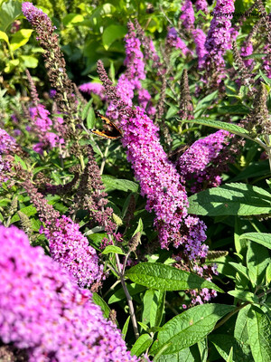 &#39;Buzz® Candy Pink&#39; Budleja Dawida Buddleja davidii