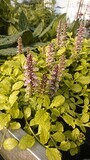 &#39;Gold Chang&#39; Dąbrówka Ajuga