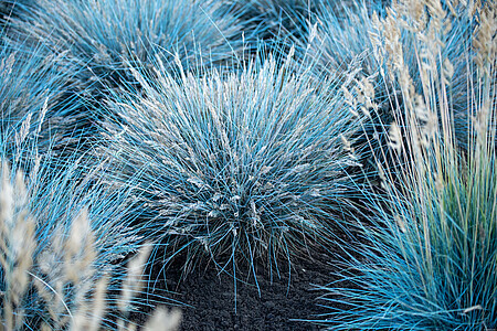 &#39;Eijah Blue&#39; Kostrzewa sina Festuca