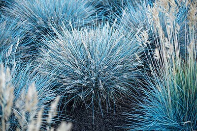 &#39;Eijah Blue&#39; Kostrzewa sina Festuca