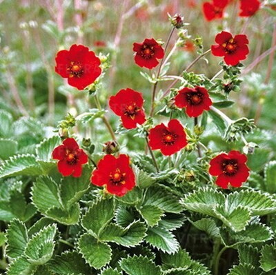 Pięciornik &#39;Red&#39; Potentilla atrosanguinea