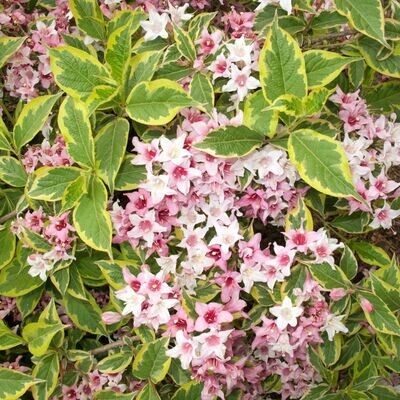 &#39;Loomansii Aurea&#39; Krzewuszka cudowna Weigela florida