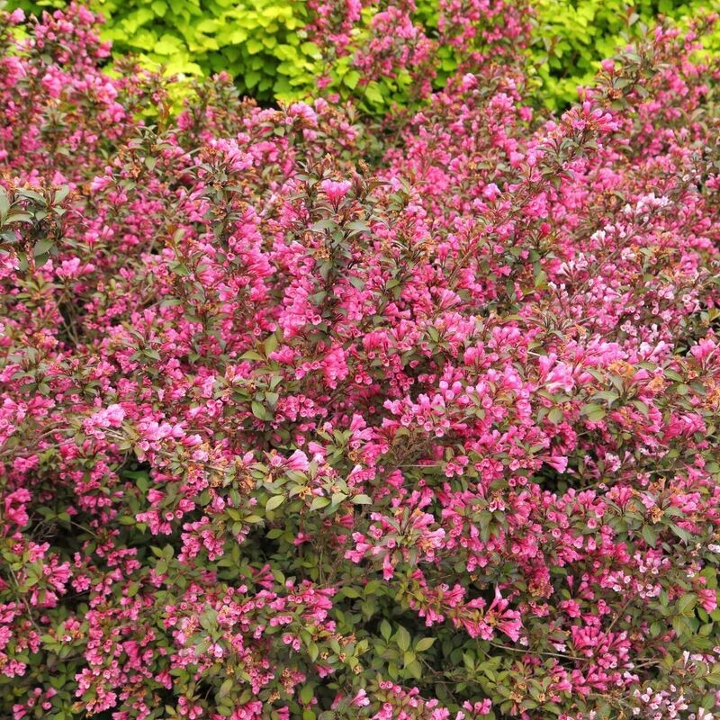 &#39;Vicotria&#39; Krzewuszka cudowna Weigela florida