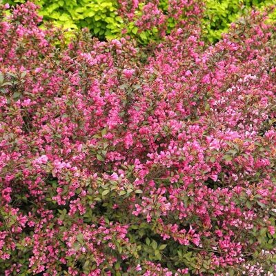 &#39;Vicotria&#39; Krzewuszka cudowna Weigela florida