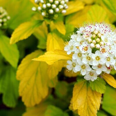 &#39;Dart&#39;s Gold&#39; Pęcherznica Physocarpus