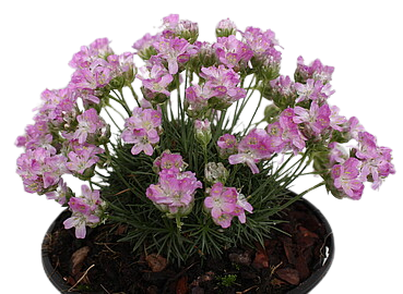 &#39;New Zeland Form&#39; Zawciąg Armeria