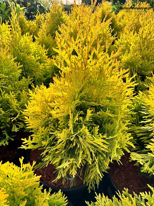 &#39;Yellow Diamond&#39;® Thuja Tuja Szmaragd