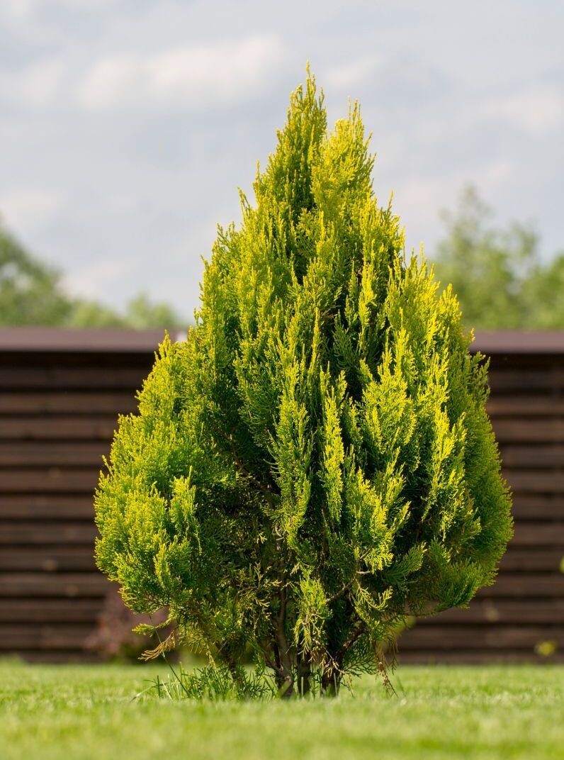 &#39;Yellow Ribbon&#39; Thuja Tuja Szmaragd
