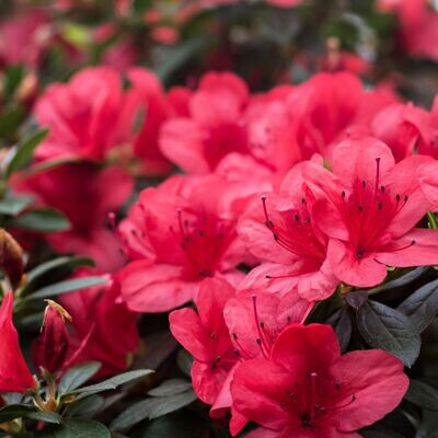 'Canzonetta' Azalia japońska Azalea japonica