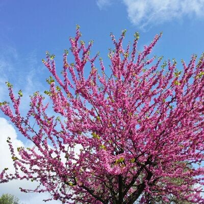 Judaszowiec kanadyjski Cercis canadiensis