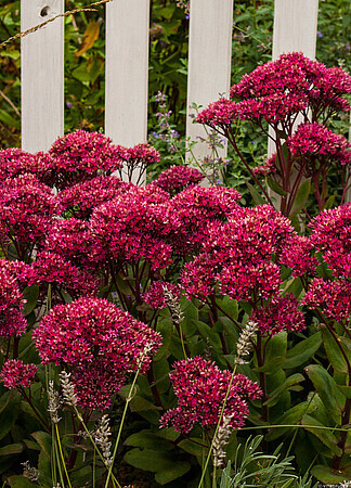 &#39;Thunderhead&#39; Rozchodnik Sedum