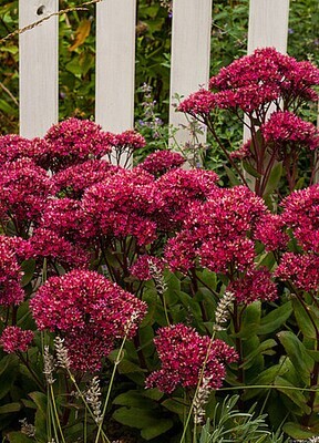 &#39;Thunderhead&#39; Rozchodnik Sedum