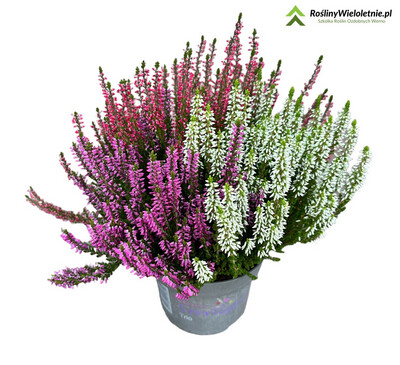 &#39;Beauty Ladies Trio Red-Lila-White &#39; Wrzos Trio kolorowy Calluna