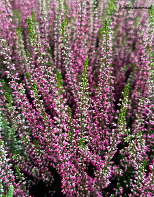 &#39;Garden Girls®&#39; Wrzos różowy Calluna