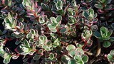 &#39;Tricolor&#39; Rozchodnik Sedum