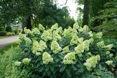 &#39;Limelight Prime®&#39; Hortensja Bukietowa Hydrangea paniculata