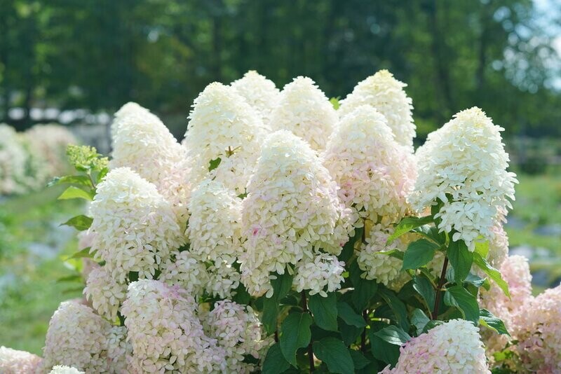 &#39;Quick Fire Fab®&#39; Hortensja bukietowa Hydrangea paniculata