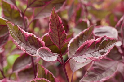 &#39;Miracle&#39; Dereń biały Cornus alba