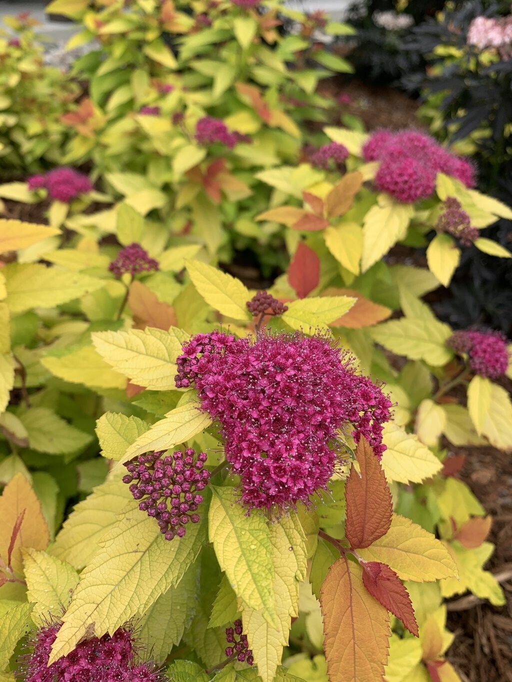 &#39;Double Play® Candy Corn® Tawuła japońska Spirea japonica