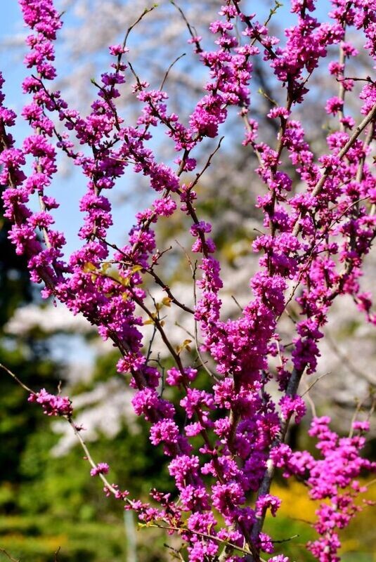 &#39;Avondale&#39; Judaszowiec chiński Cercis chinensis