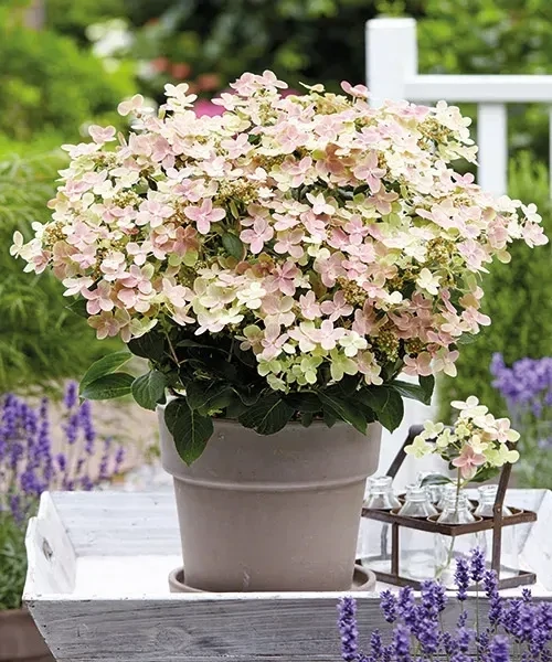 &#39;Switch® Ophelia&#39; (Polestar®) Hortensja Bukietowa Hydrangea paniculata