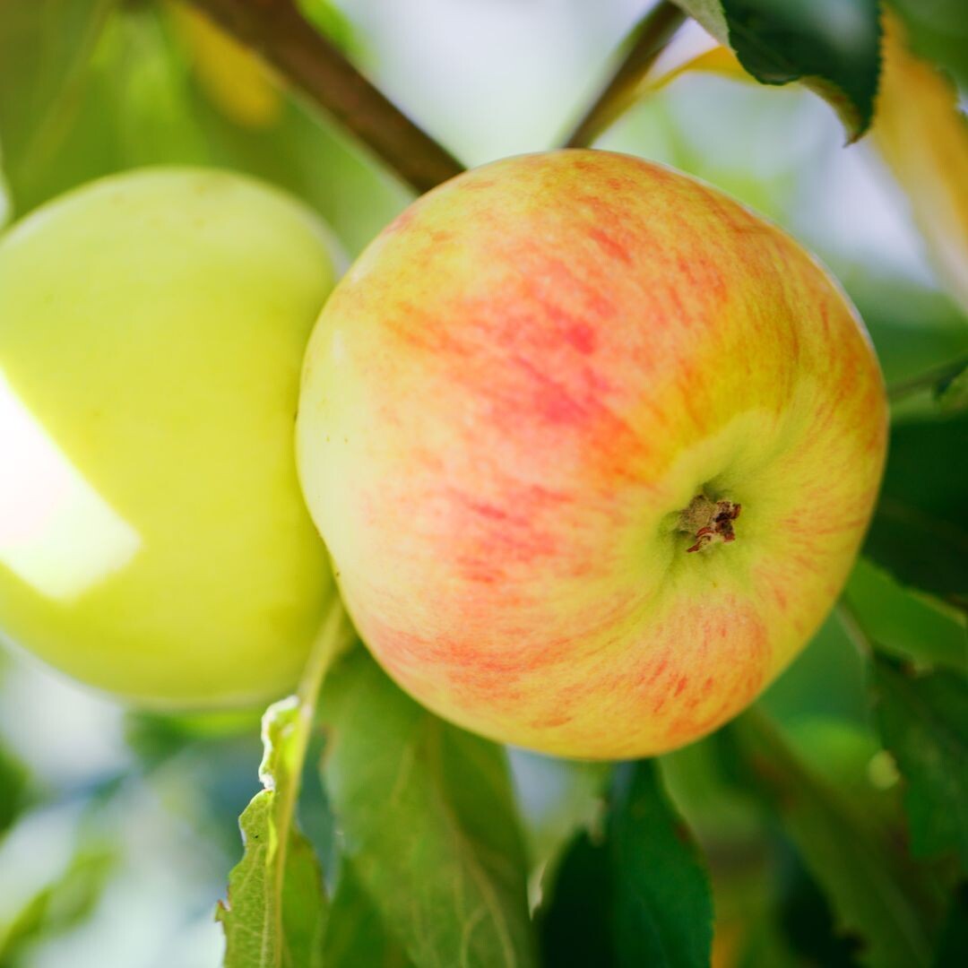 Jabłoń w doniczce jabłonka &#39;Ananas Berżeniecki&#39;