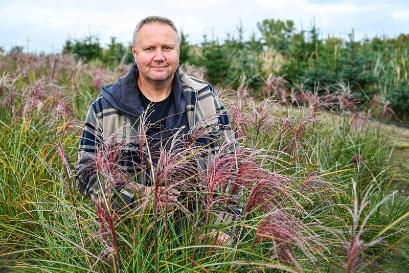 'Polonus' Miskant chiński Miscanthus