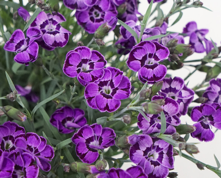 Diantica® &#39;Violet &amp; Blue&#39; Goździk Dianthus