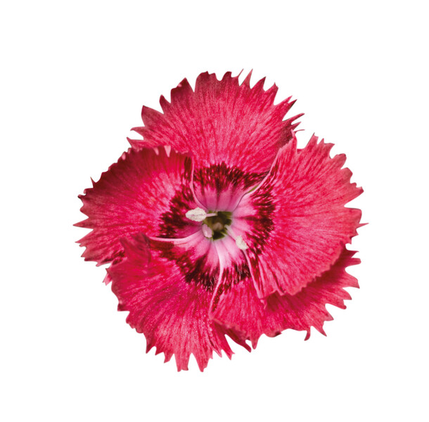 Dixi® &#39;Deep Rose&#39; Goździk Dianthus