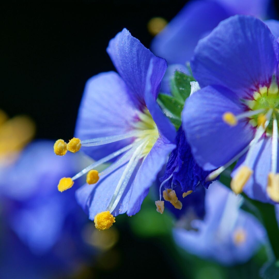 &#39;Bambino Blue&#39; Wielosił Polemonium