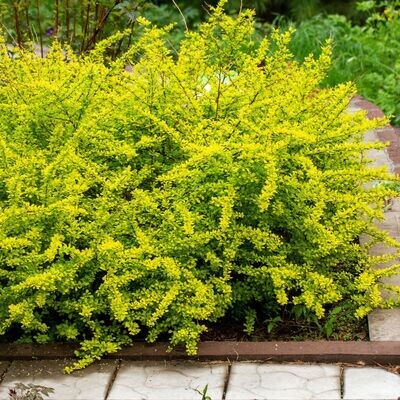 'Sunsation’ Berberys Berberis