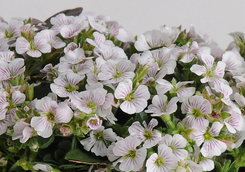&#39;Pixie Splash&#39; Gipsówka Gypsophilla