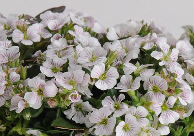&#39;Pixie Splash&#39; Gipsówka Gypsophilla