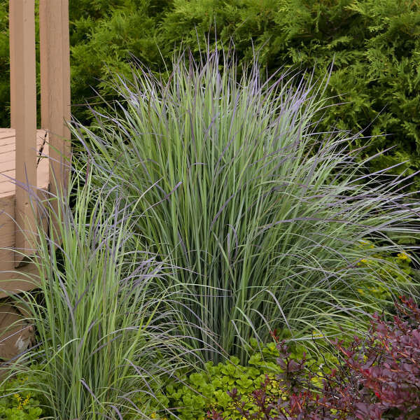 'Twilight Zone' Palczatka Schizachyrium