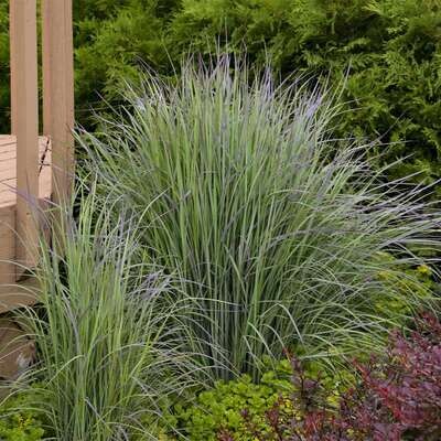 'Twilight Zone' Palczatka Schizachyrium