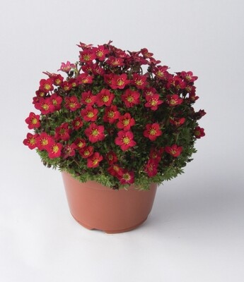 Skalnica 'Pixi Pan Red' Saxifraga